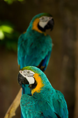 scarlet macaw
