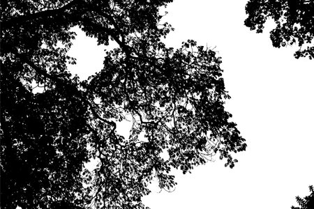 tree silhouette on white background vectorのイラスト素材