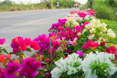 Flowers on rural roads.の写真素材
