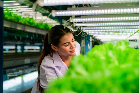 Researcher checking and working in greenhouse of hydroponic farmの写真素材