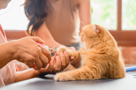 Cat with veterinary in clinic, a female veterinarian cutting nail of cat.の写真素材