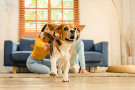 A Beagle puppy, dog running on the floor inside a home during the day.