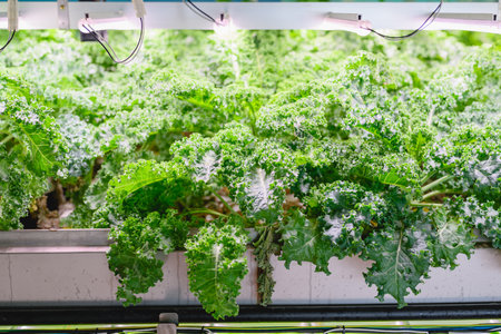 Vegetables growing in indoor farm, Hydroponic vegetable farmの写真素材