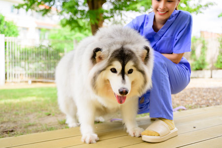 Happy veterinarian examining friendly Siberian Husky dog at hospital or clinic, Female veterinarian with stethoscope caring about lovely dog at modern animal clinic, Pet check up conceptの写真素材