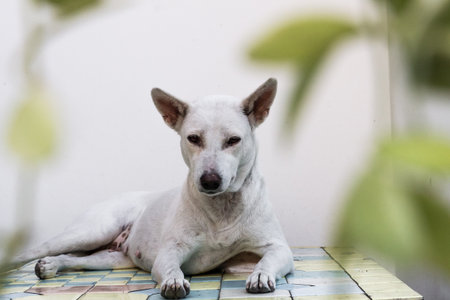 white dog isolated on whiteの写真素材
