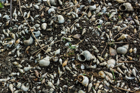 Shell fragments background 