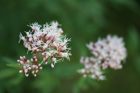 pink flowerの写真素材