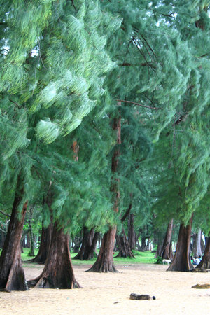 Nai Yang beach, Phuket Thailandの写真素材
