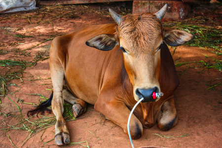 Brown cow lying in the stall alone happilyの写真素材