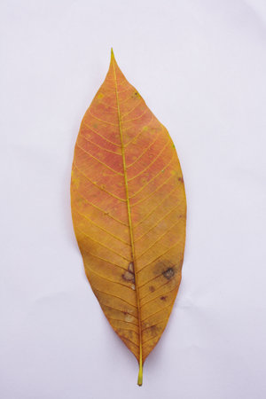 Old yellow rubber leaves on a white backgroundの写真素材