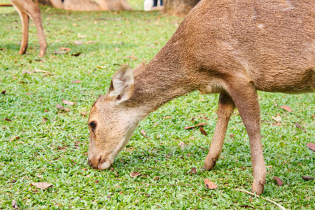 Deer forage on green grassの写真素材