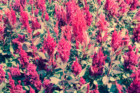 Celosia argentea Linn in the flower gardenの写真素材