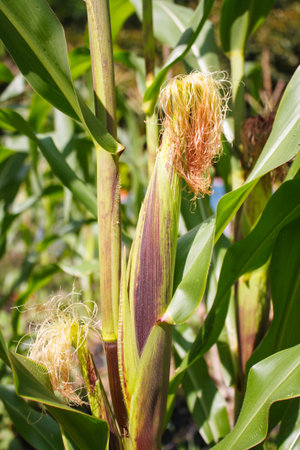 Closeup corn on the stalk in the corn field