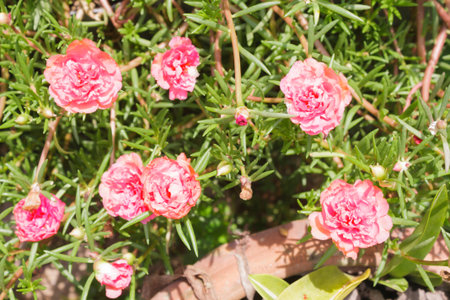Rose mose or Purslane, this Scientific name is Portulaca oleracea L. over a green leaves out of focus background of leavesの写真素材