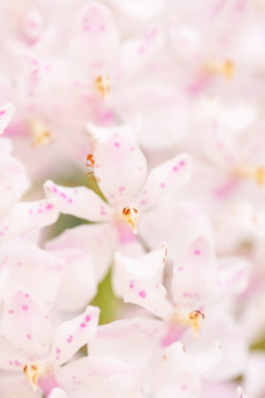 Orchid pink soft backgroundの写真素材