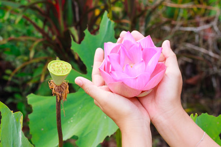 Pink lotus flower in a handの写真素材