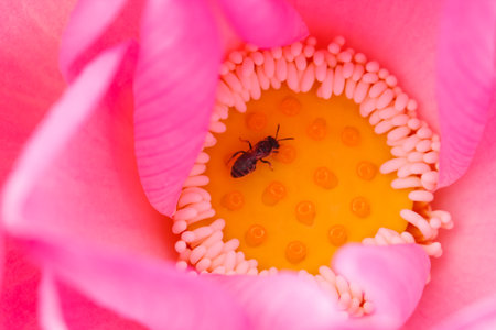 Gaysorn pink lotus on topの写真素材