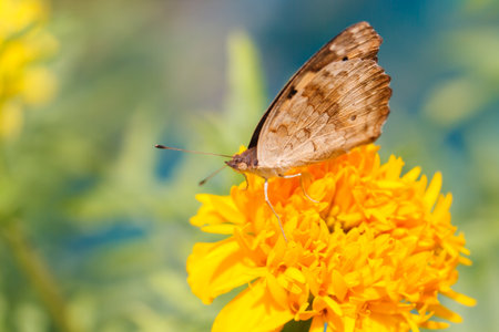 Butterfly on flower isolated calm