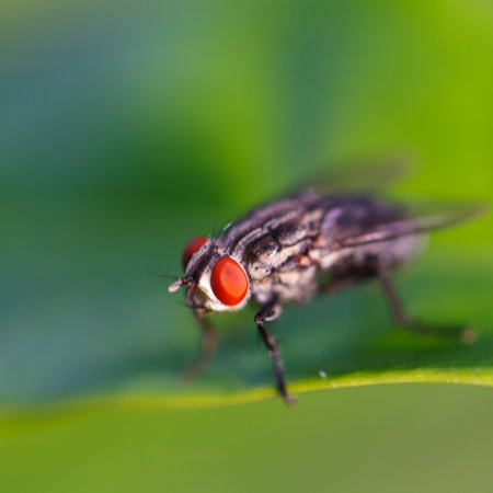 Small flies on a green background