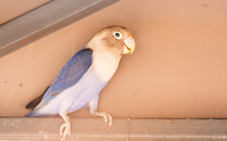 Pet birds in a lovely houseの写真素材