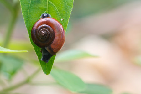 Small snail on a green leafの写真素材