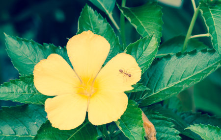 Flowers are blooming naturallyの写真素材