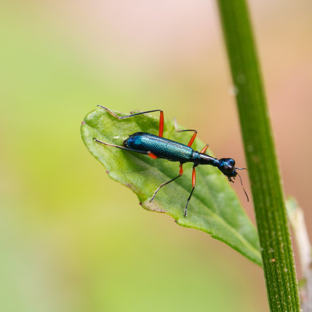 Colorful insect perched on a branch