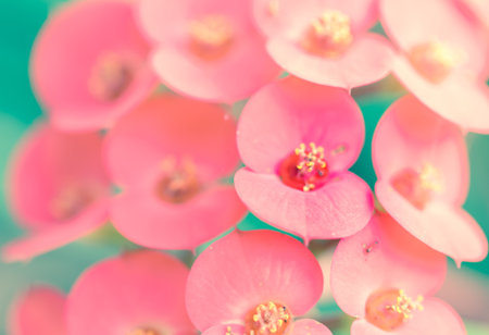 Cactus flower pink soft backgroundの写真素材