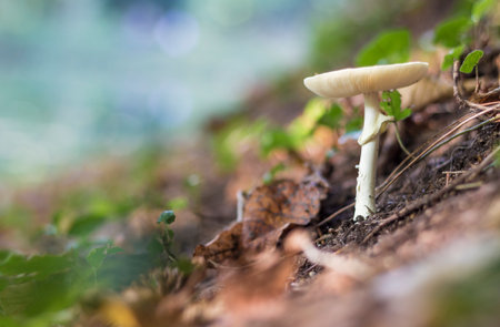 White mushroom with beautiful bokehの写真素材