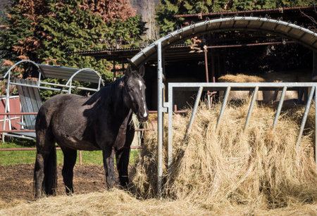 Black horse eating hay outdoorsの写真素材