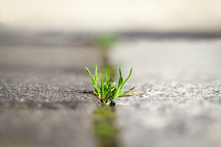 Macro of grass on road cracks, whit bokenの写真素材