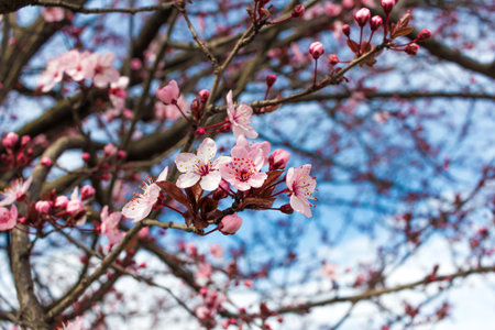 Selective focus on Cherry flower with blue sky backgroun