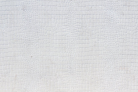 Crocodile skin white leather texture backgroundの写真素材