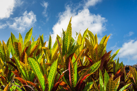 Leaves and sun on blue sky