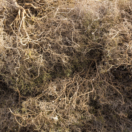 texture dry shrubsの写真素材