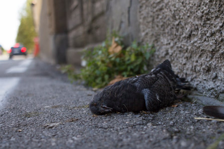 Selective focus on dead bird beside the roadの写真素材