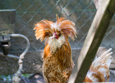 Typical italian hen in the chicken coopの写真素材