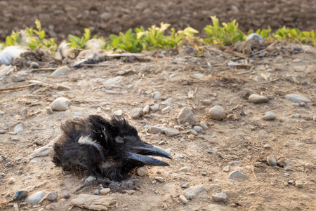 crow's head deadの写真素材