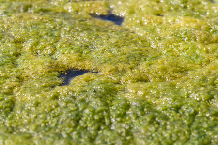detail of a pond covered by green mudの写真素材