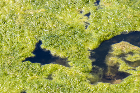 detail of a pond covered by green mudの写真素材