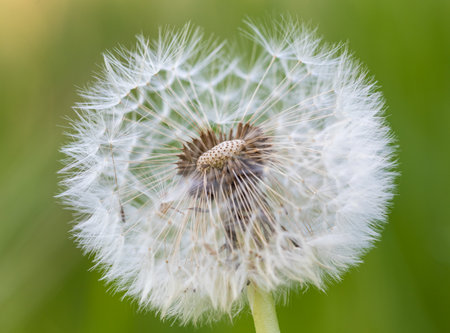 detailed photo of a dandelionの写真素材