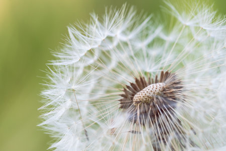 detailed photo of a dandelionの写真素材