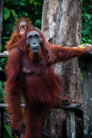 Standing Orang Utan with a baby in national park Tanjung Puting Kalimantan Borneo Indonesiaの写真素材