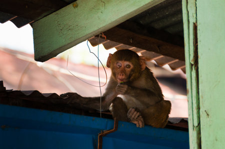 Sitting monkey with one eye on a rooftop