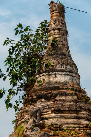 Close up of tree growing out of a temple pagoda in Hsipaw Burma Myanmarの写真素材