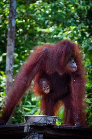 Female Orang Utang with baby in jungle of Borneo, Kalimantan, Tanjung Puting, Indonesiaの写真素材