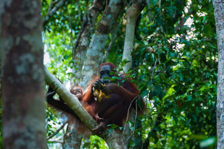 Mother Orang Utan and baby sitting on a tree in the jungle, Indonesia, Borneo, Tanjung Puting,...