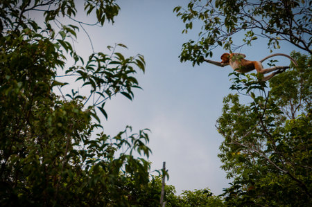 Monkey jumping from a tree through the air in the jungle of kalimantan in Borneo, Indonesia