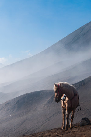 A White Horse in front of mountains near sulphur Volcano Bromoの写真素材