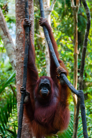 Orang Utan hanging on a tree in the jungle, Kalimantan, Borneo, Tanjung Puting, Indonesiaの写真素材